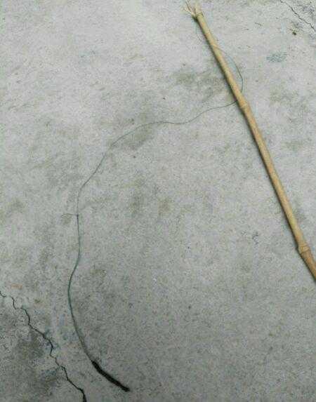 钓黄鳝技巧装黄鳝的桶,怎样钓黄鳝和发现黄鳝