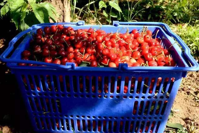 2020年烟台大棚樱桃采摘,最美樱桃季烟台露天大樱桃采摘啦