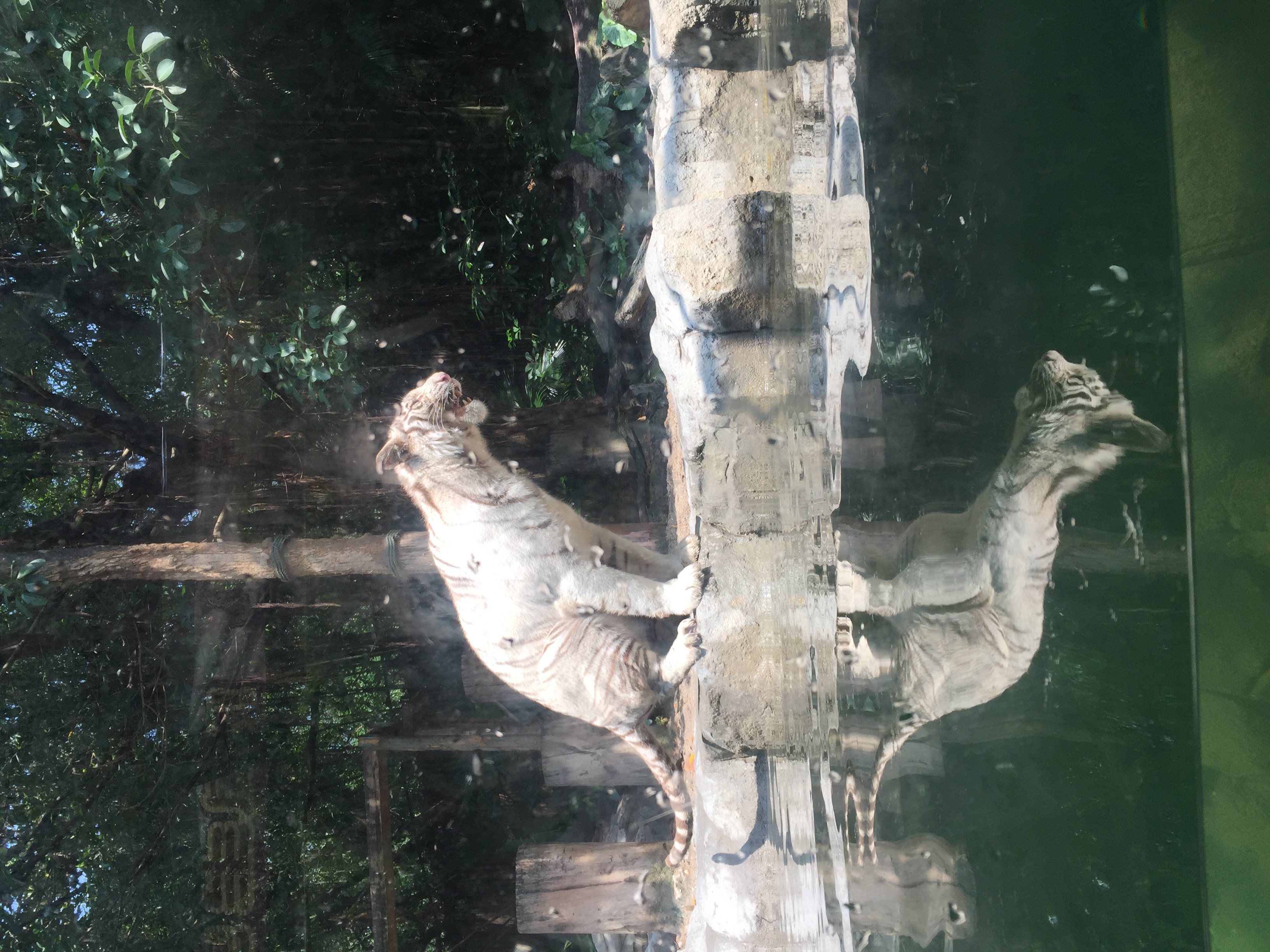 广州长隆游乐园明信片怎么写,广州长隆游记300字