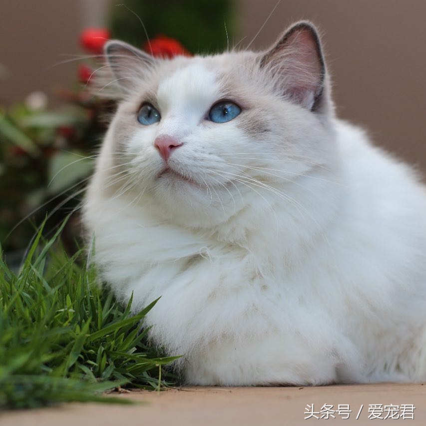 猫咪指甲挠人怎么办,一定要定期修剪猫咪的指甲