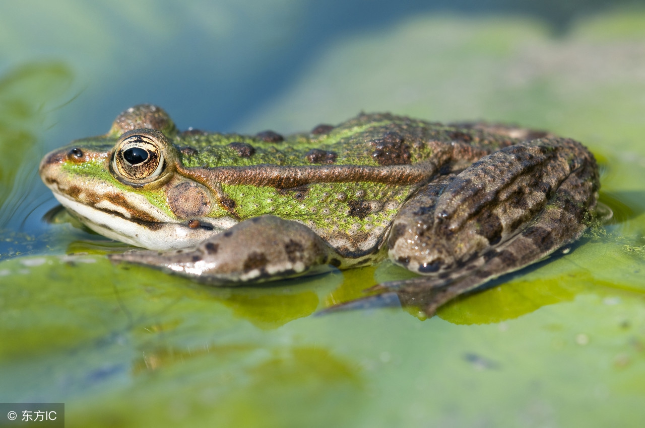 童年抓虾摸鱼趣事,童年抓鱼挖泥鳅