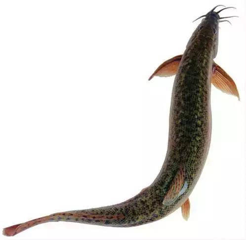 鲟鳇鱼黑龙江纯野生,黑龙江原来最大的鱼鳇鱼