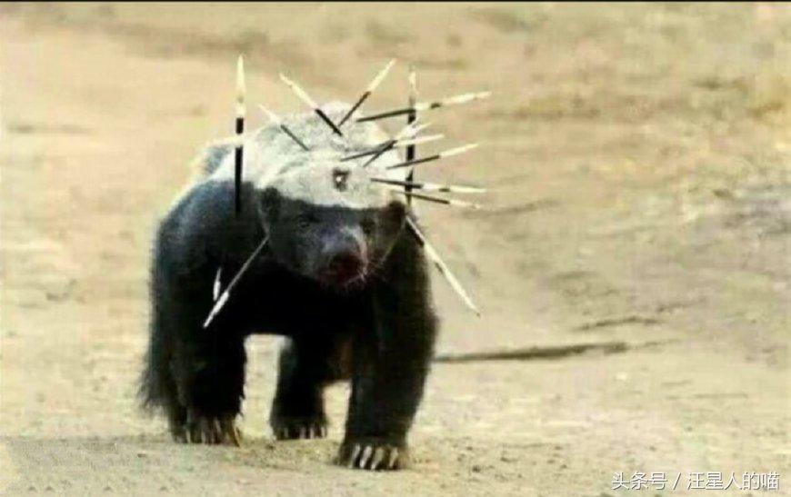 动物界的平头哥到底有多厉害,动物界的平头哥战斗
