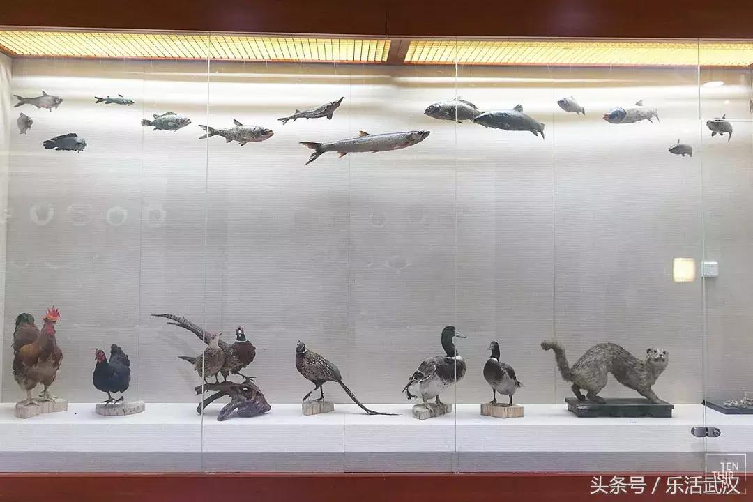 武汉学风好的大学,武汉高校外号