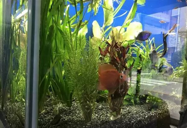 鱼缸一般用几年要换了,正常鱼缸可以用多少年