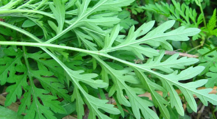 艾草怎么入药好吃呢,艾草夏天有妙用既是药材也是食材