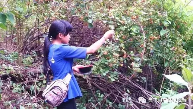 无刺黄泡采摘园昌宁,昌宁摘黄泡的地方