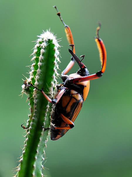盘点小时候在农村常见的虫子,农村小时候常见的虫子