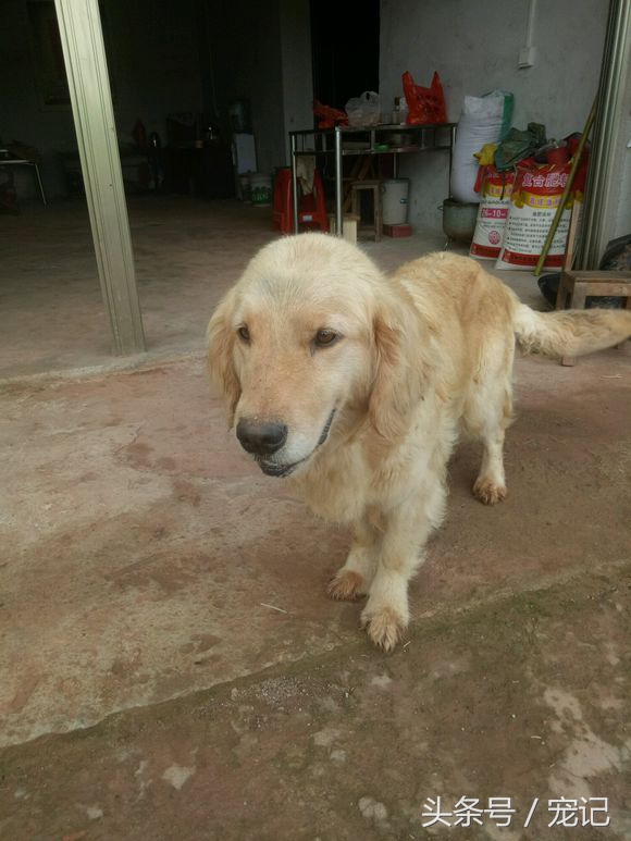 金毛被欺负再养一只,金毛被小狗欺负