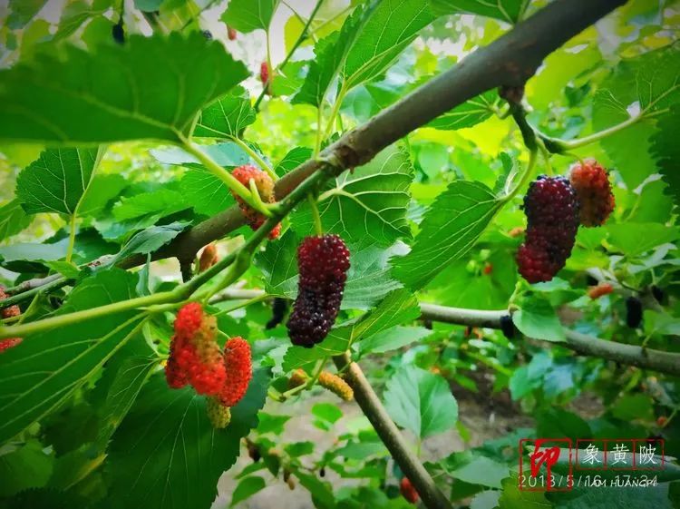 黄陂好景何处觅，火塔公路几十里