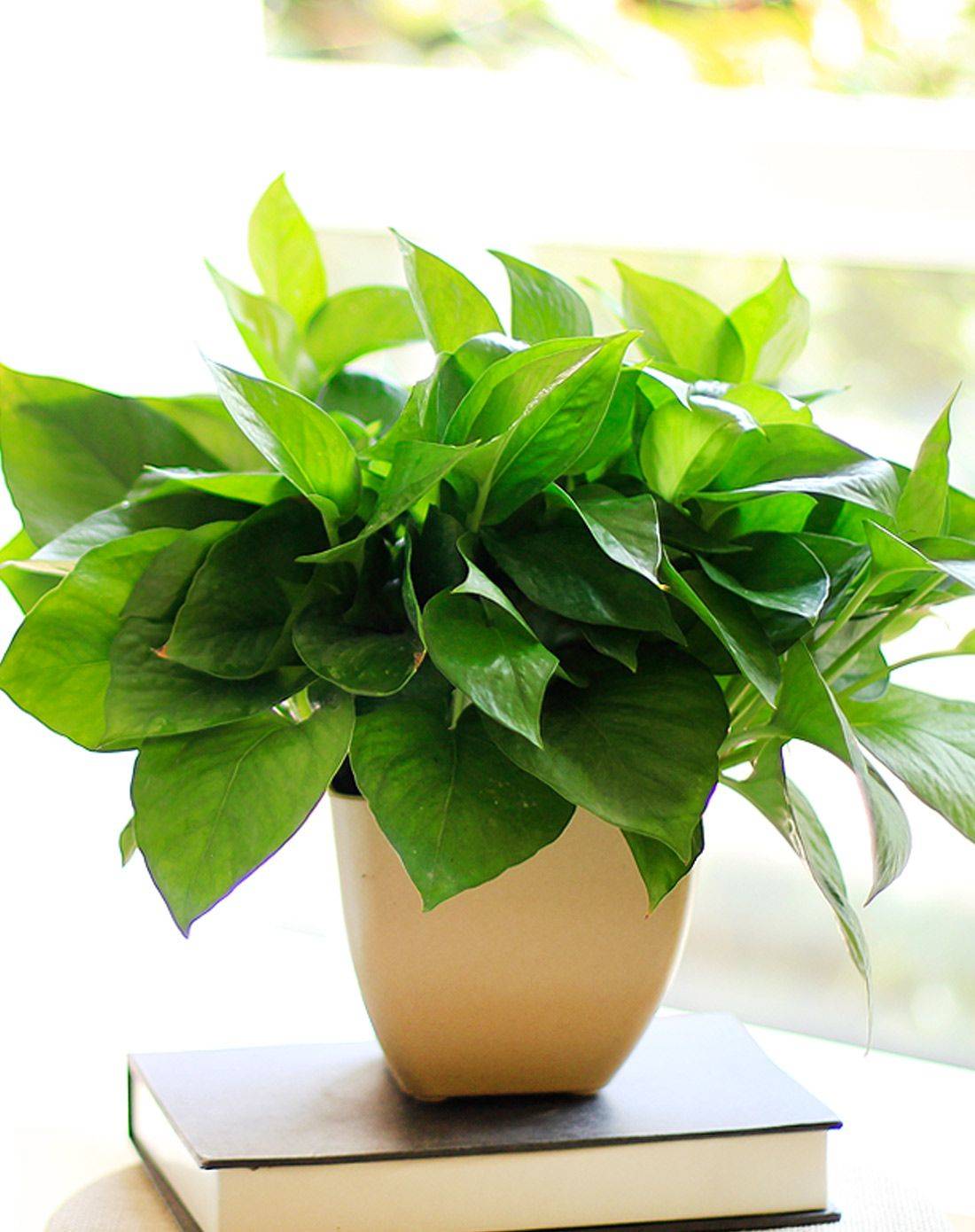 绿萝叶子一半枯萎了怎么处理,绿萝黑叶子怎么处理