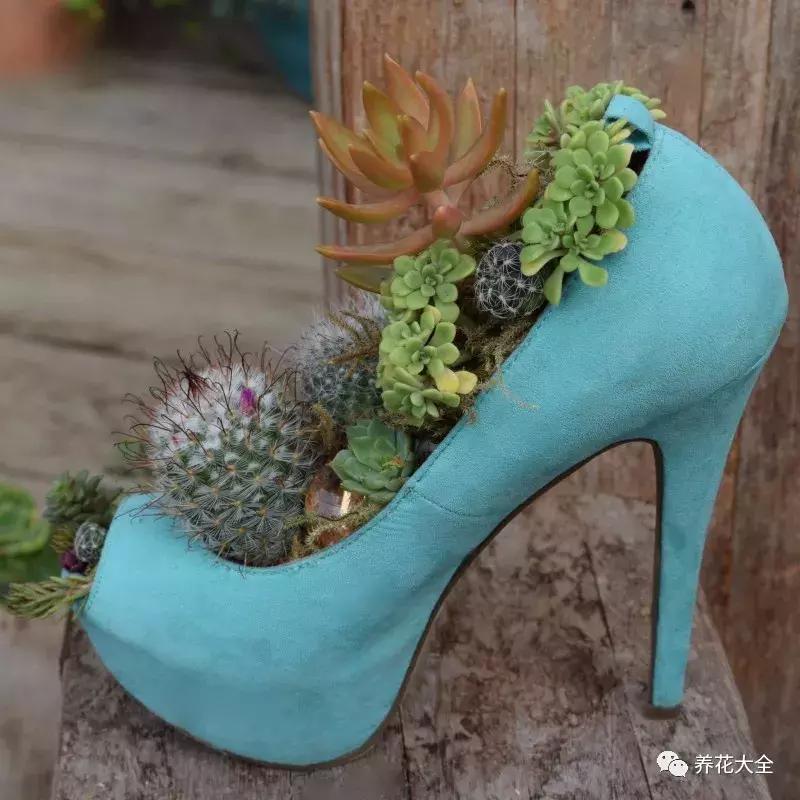 老外私家花园景观,国外多肉花园