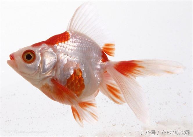 一条金鱼的讲述，如何度过鱼缸里发生的苦难浩劫