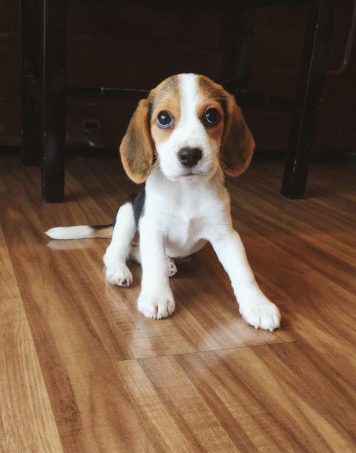 养比格犬注意事项和禁忌,养一只比格