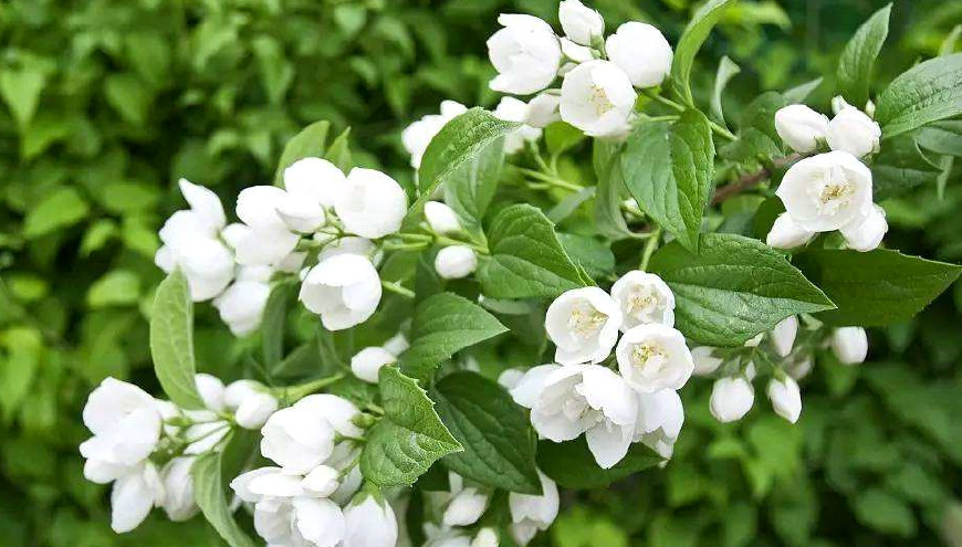 繁殖花卉不用愁，这6种花修剪下来的枝条就可以，一次繁殖多盆！