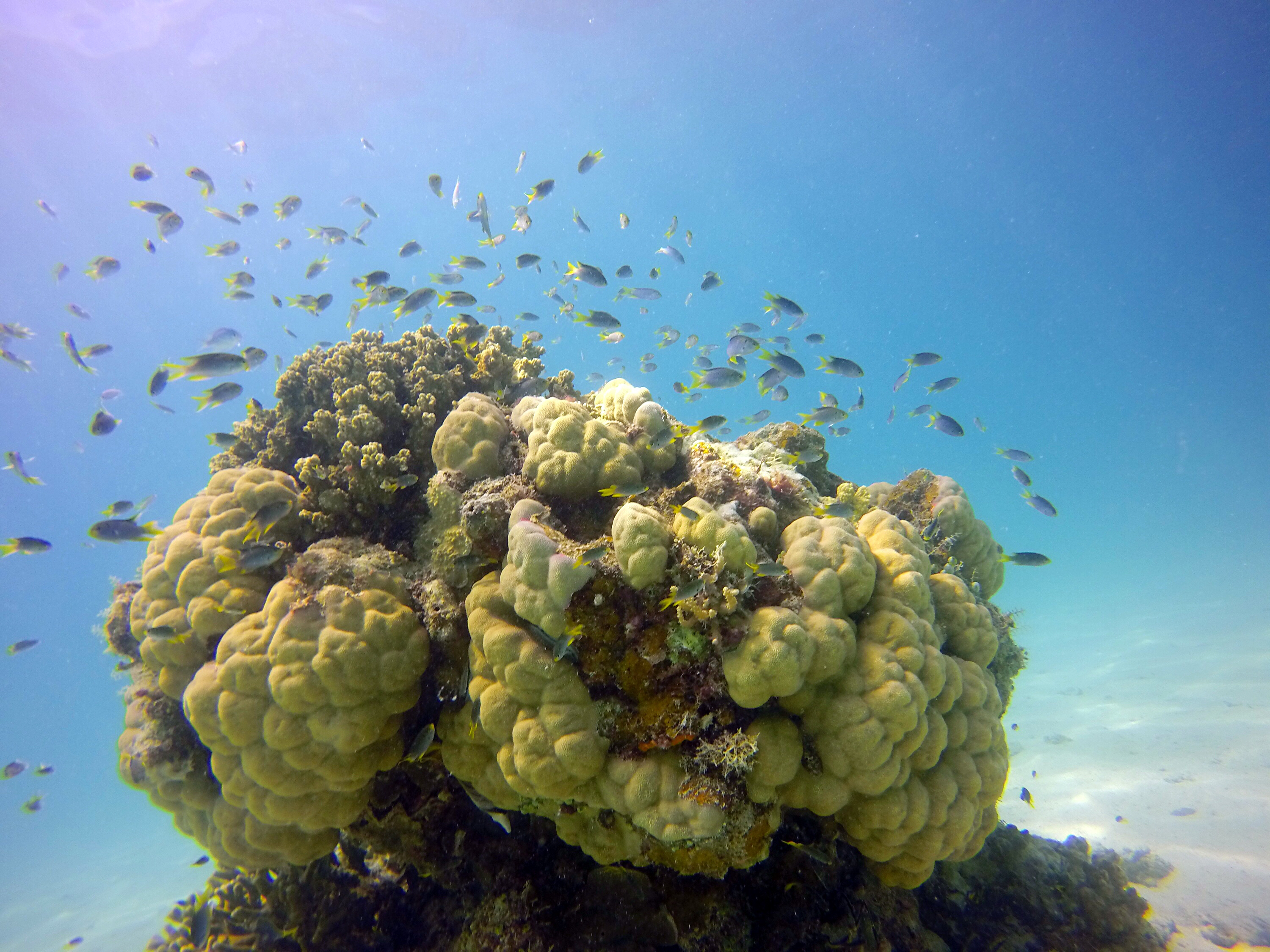 海岛国家｜帕劳最经典的浮潜点也是最值得一去的地方！