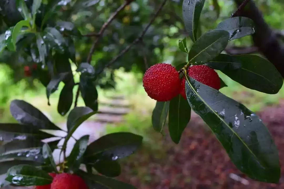 又到一年杨梅季完整视频,又到一年杨梅季