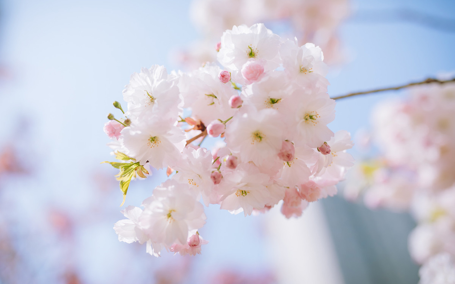 所有的浣溪沙苏轼,苏轼浣溪沙文章400字