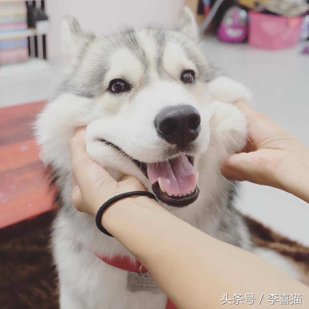 哈士奇中的高颜值存在，这清秀甜美的相貌真的是二哈界的一股清流