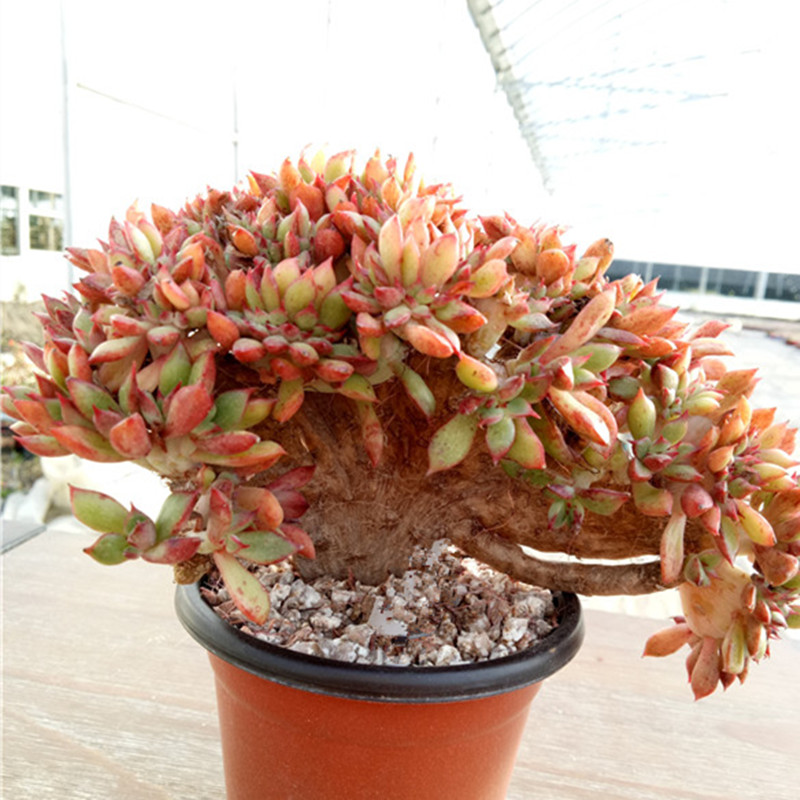 多肉树,多肉树杈