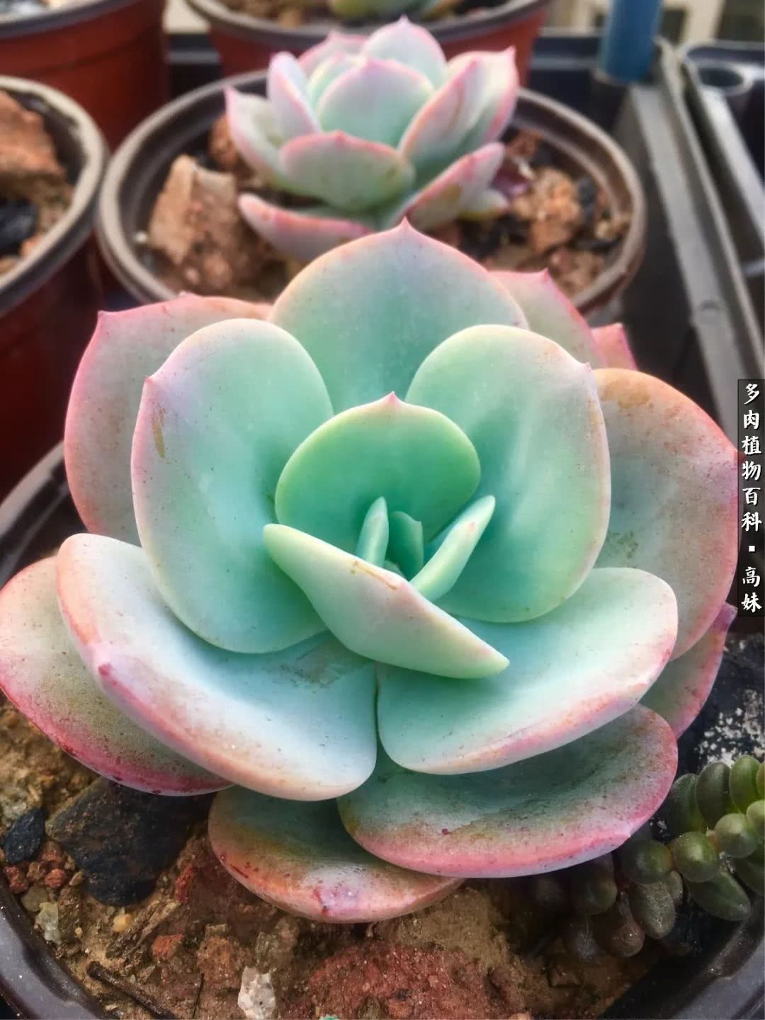 90张多肉图片——纪念入坑两周年！