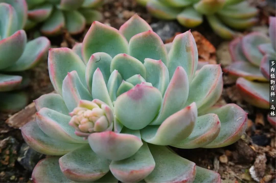 90张多肉图片——纪念入坑两周年！