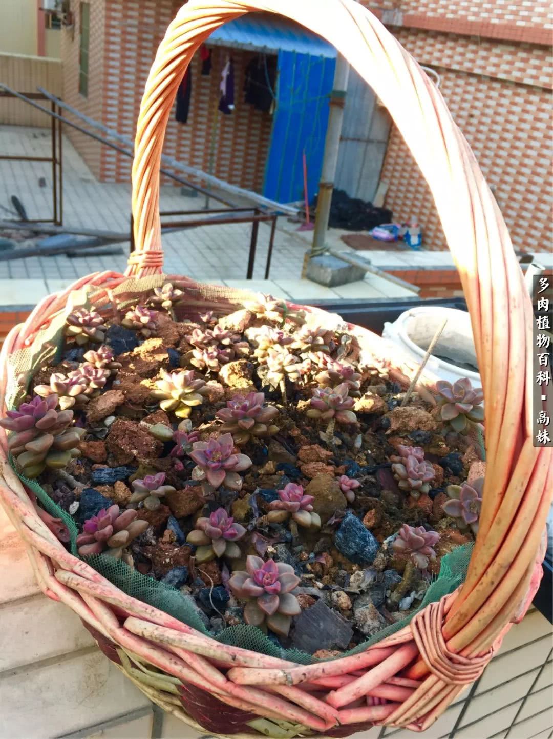 90张多肉图片——纪念入坑两周年！