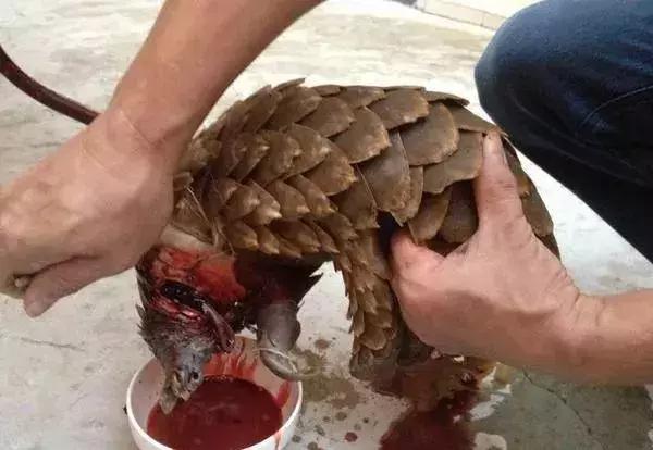 代购十大骗局揭秘图,真正的代购骗局