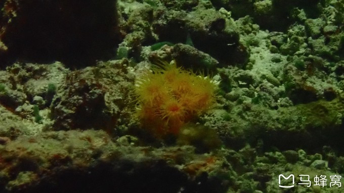 蜜月之都马尔代夫,蜜月旅行之马尔代夫