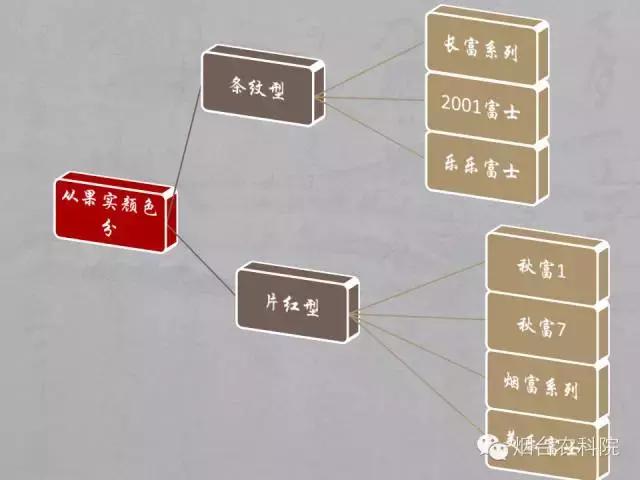 红富士葡萄品种介绍,红富士品种大全图片