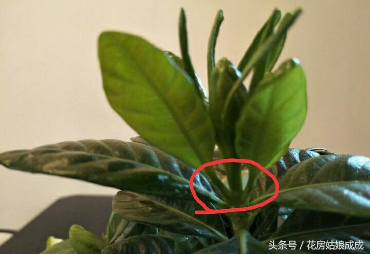 栀子花花开后怎样剪,栀子花剪下来怎么开得久