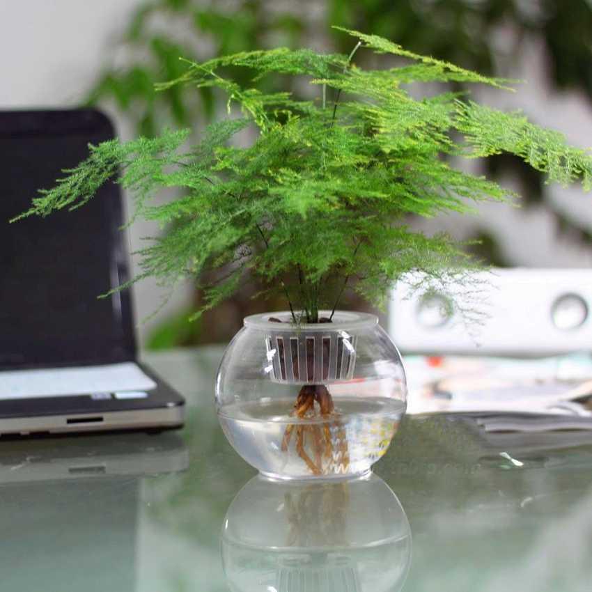 在办公室适合养的水培植物,办公室适合养什么水培植物