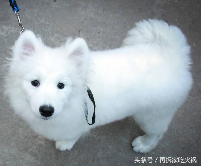 为什么养了萨摩耶不容易生病,养的萨摩耶在老家父母嫌弃怎么办