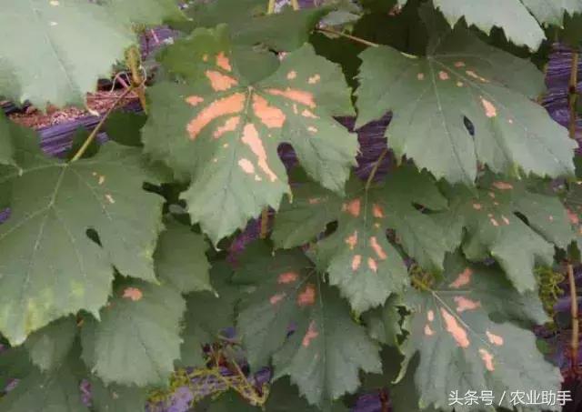 葡萄黄化枯叶怎么回事,葡萄叶尖枯叶是怎么回事