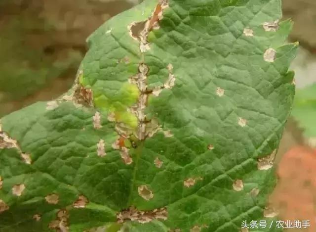 葡萄黄化枯叶怎么回事,葡萄叶尖枯叶是怎么回事