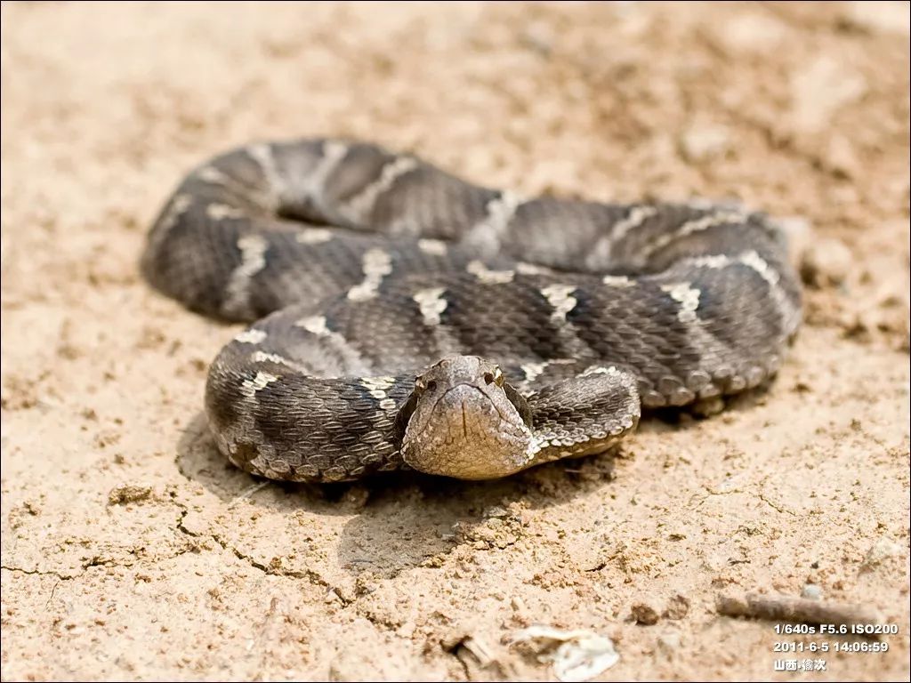 家里进蛇要怎么处理,家里进蛇后多久会死