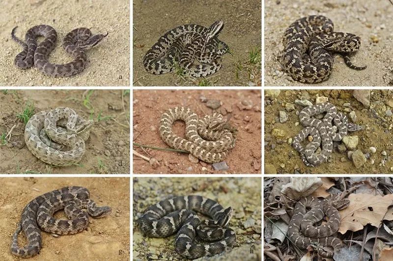 家里进蛇要怎么处理,家里进蛇后多久会死