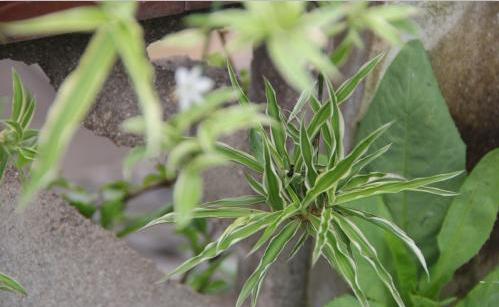 银边吊兰叶尖干枯,银边吊兰烂根怎么回事