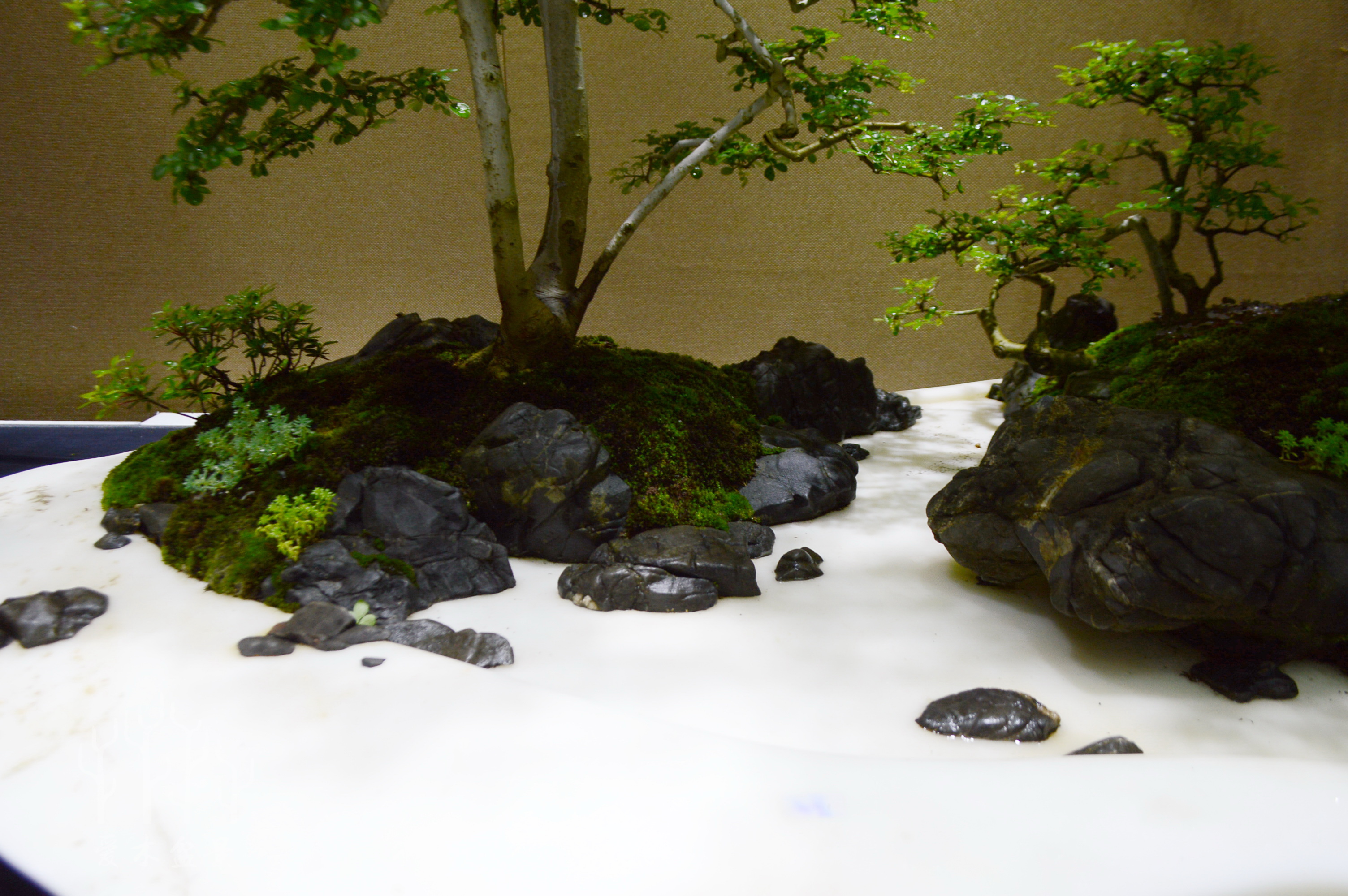 盆景大师张志刚简历,盆景大师张志刚所有作品欣赏