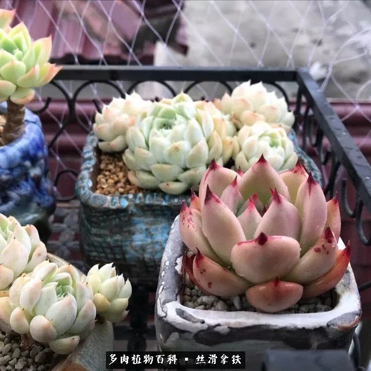 总结一下养多肉的夏天,好养活的多肉冬天和夏天