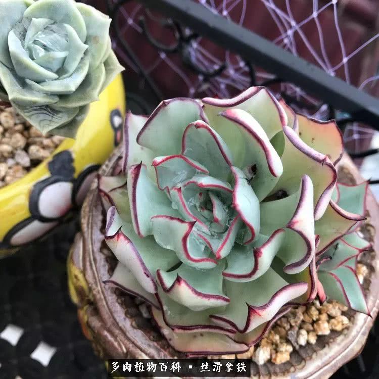 总结一下养多肉的夏天,好养活的多肉冬天和夏天