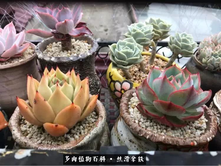 总结一下养多肉的夏天,好养活的多肉冬天和夏天