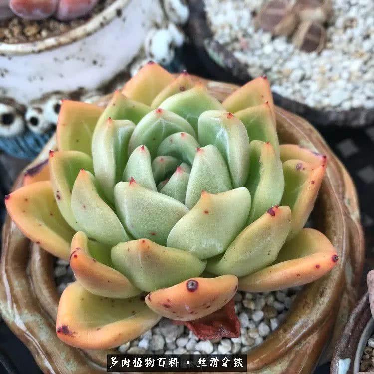 总结一下养多肉的夏天,好养活的多肉冬天和夏天