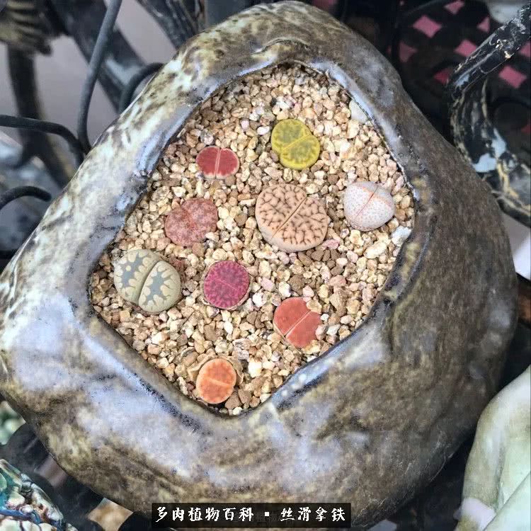 总结一下养多肉的夏天,好养活的多肉冬天和夏天