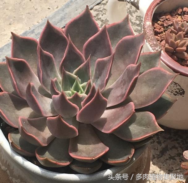 多肉叶片起泡了怎么办,多肉叶片一直出现水泡