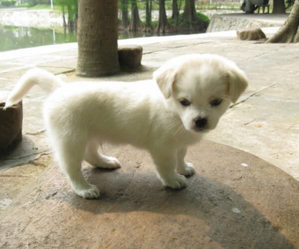 小狗一摸肚子就叫,小狗肚子咕噜咕噜叫是怎么回事