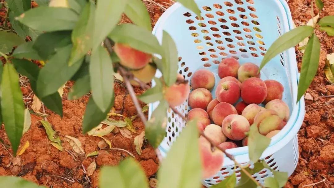 清甜爽脆的台湾甜桃已开采摘啦！30元任摘任吃！速度约起来！