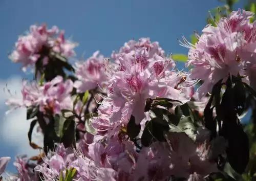 大理每个季节都很美,在大理每天都是那么的美好