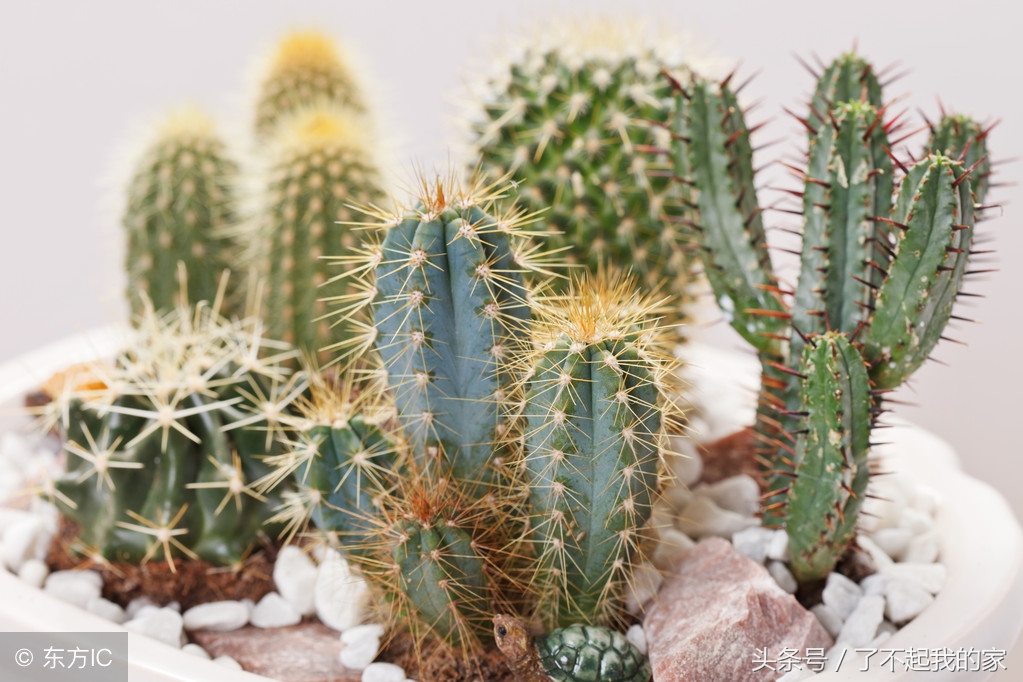 家里装修除味植物,室内装修什么植物吸附甲醛