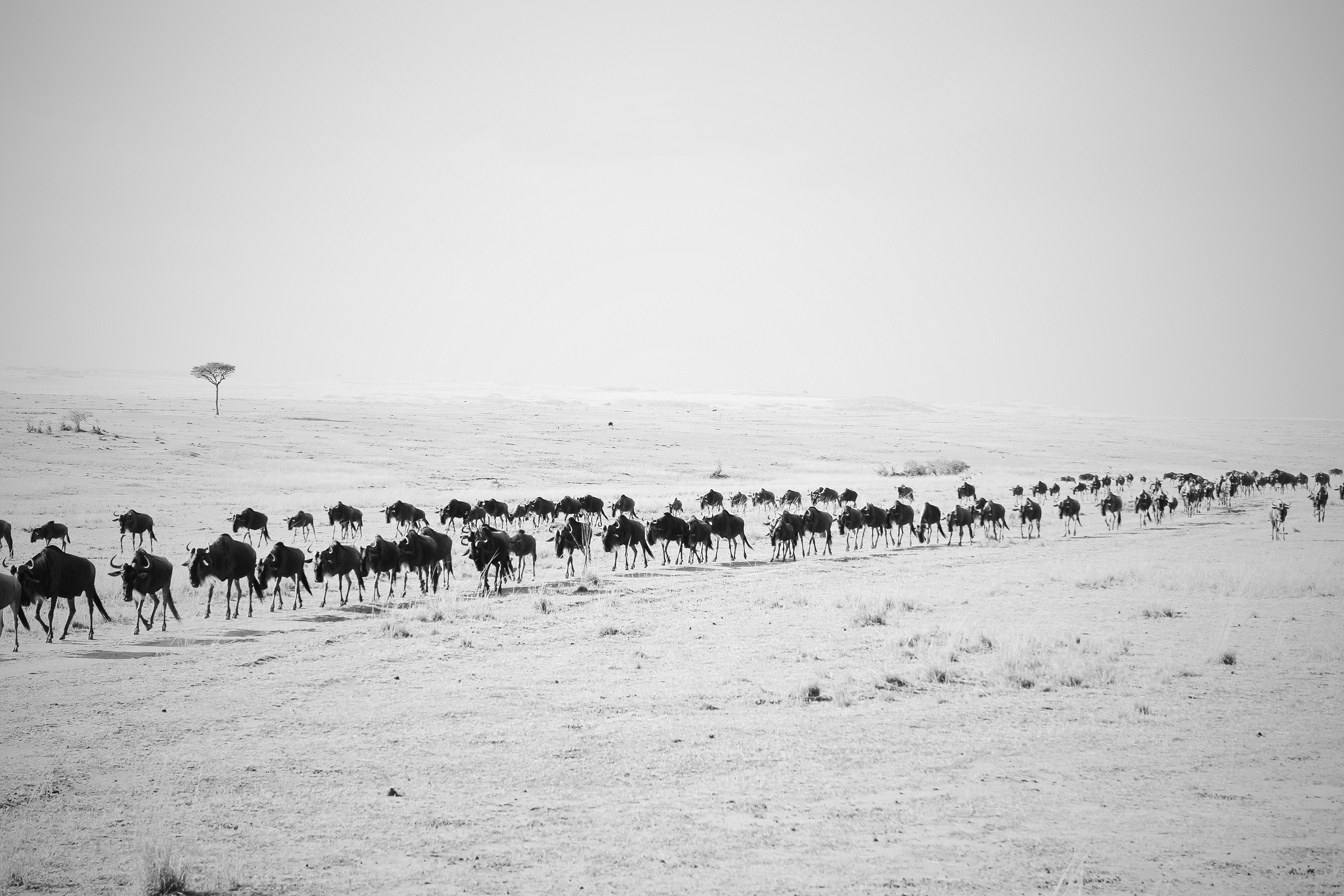 东非动物大迁徙央视,东非大草原动物大迁徙